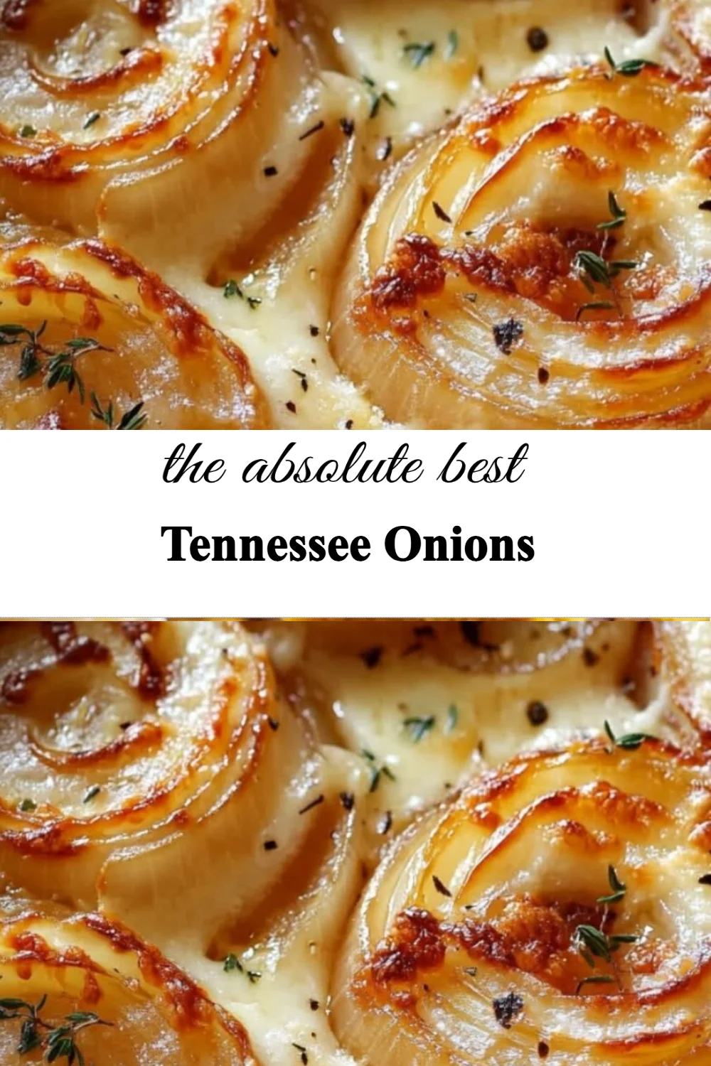 Fresh Tennessee Onions ready for harvest in the field